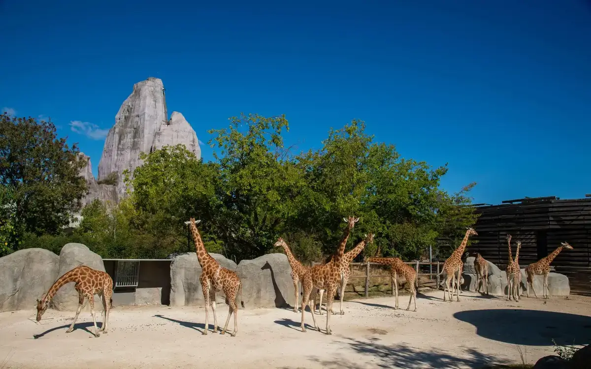 sejour parc paris girafes parc zoologique